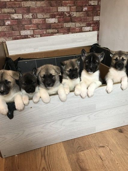 3 Beautiful Akita puppies Left