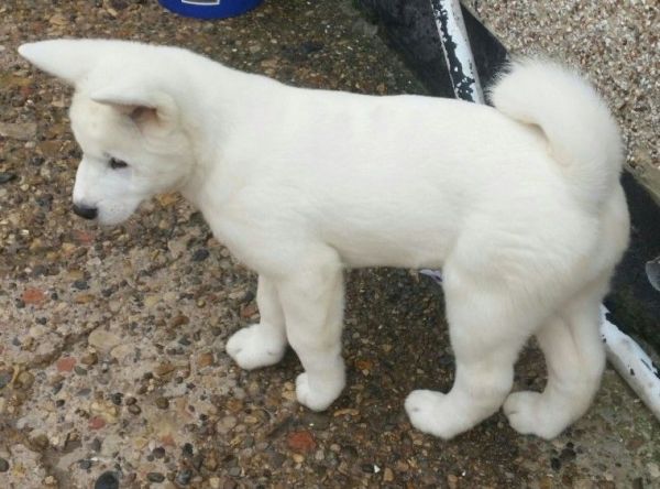 Kc Reg Akita (female)