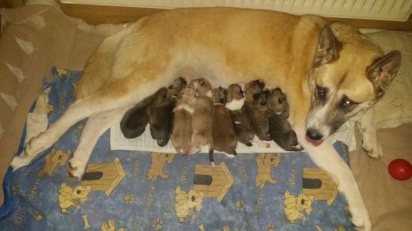 Akita Puppies,text or call on ***