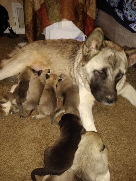 Akita mix puppies