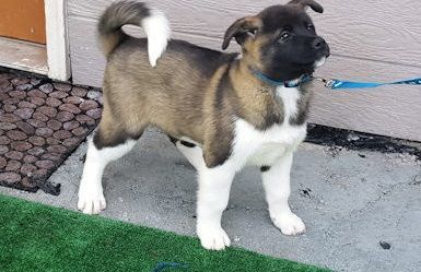 AKC Champion bloodlines Akita Puppies