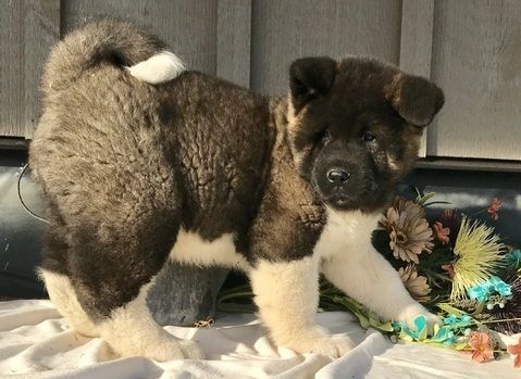 Beautiful, Sweet Personality Akita Puppies