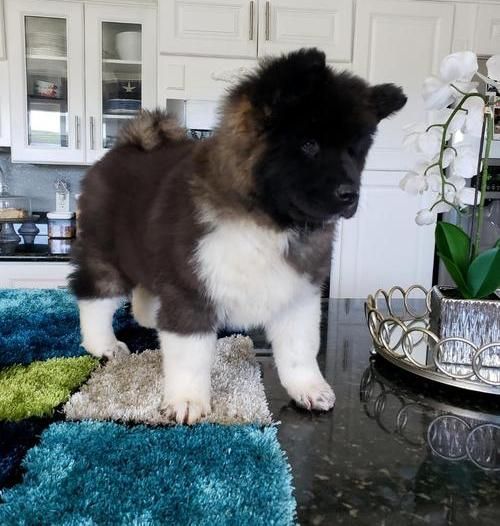 Beautiful Akita Puppies. TEXT (***) ***-***2