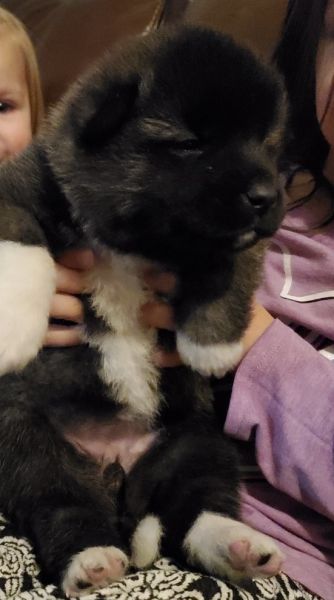 Beautiful Akita puppies!