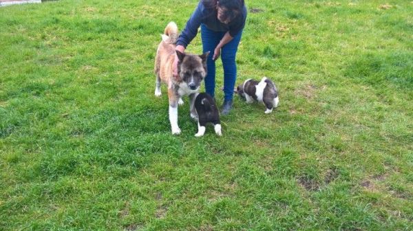 Pure Akita puppies