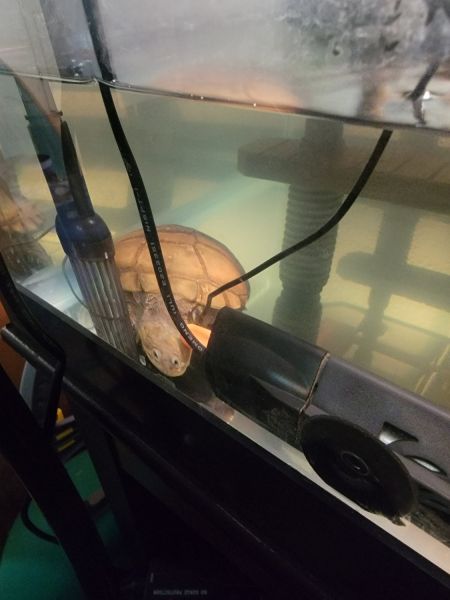 African side neck turtle