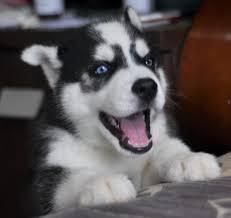Good Looking Husky Puppie,s (***) ***-***2