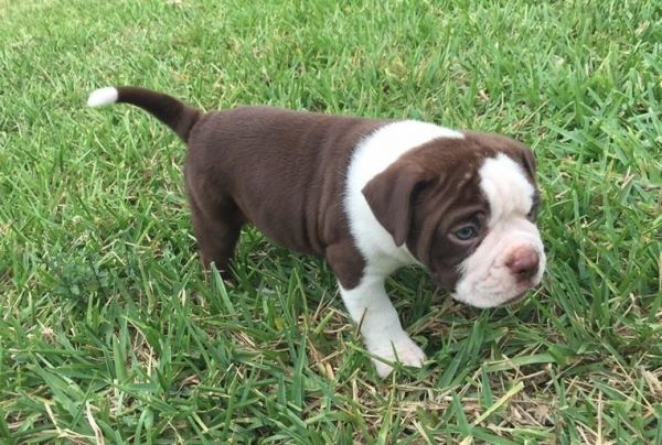 Lovely Alapaha blue blood bulldog