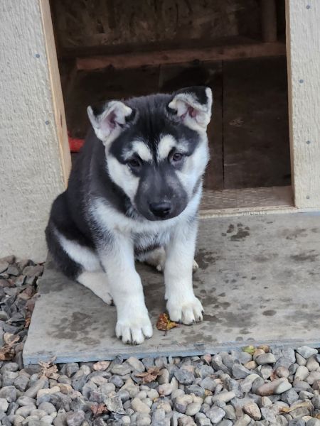 Mix Husky and Shepherd. Female.