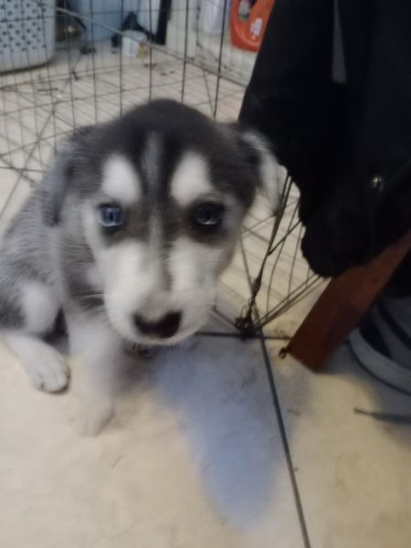Huskie puppy