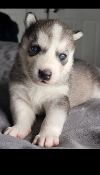 PUREBRED HUSKIES 4 SALE..