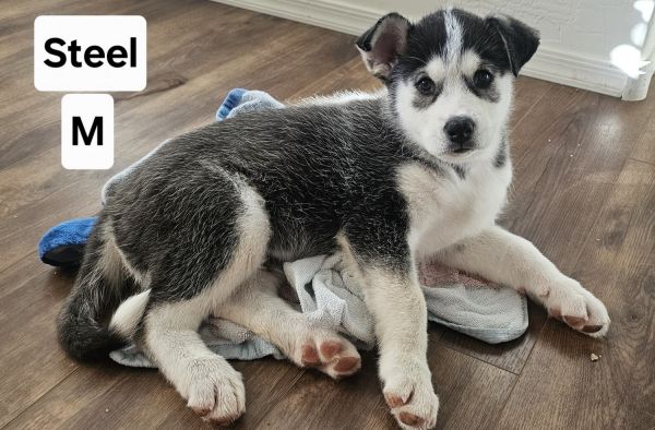Beautiful Husky/Malamute Mix Puppies
