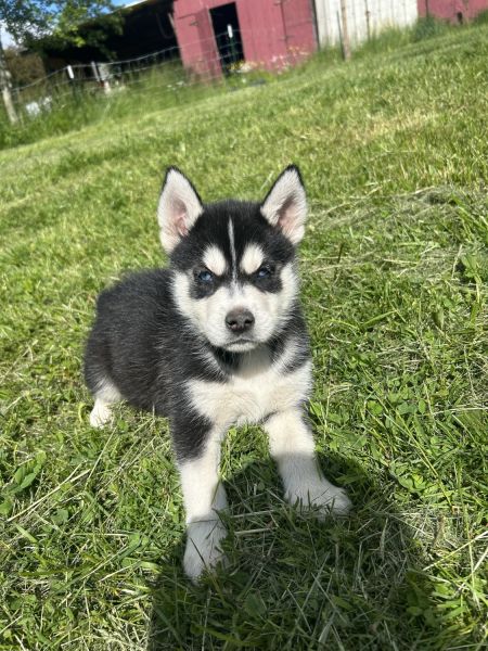 Pups ready for new home