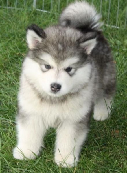 Cuties Alaskan Malamute puppies for Adoption