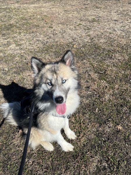 Canine, Alaskan malamute
