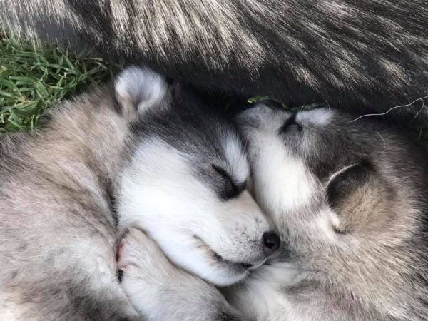 Alaskan malamute puppies