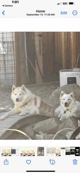 Alaskan Malumate puppies sled dogs
