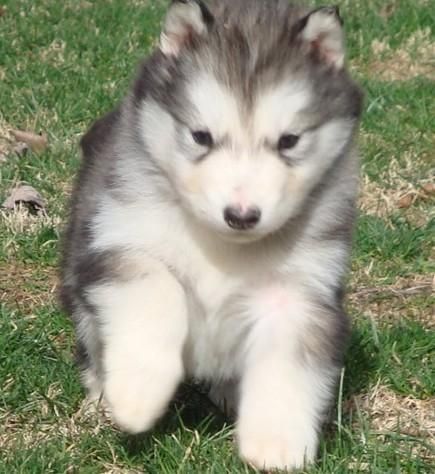 Alaskan Malamute Puppies For Xmas .text ***