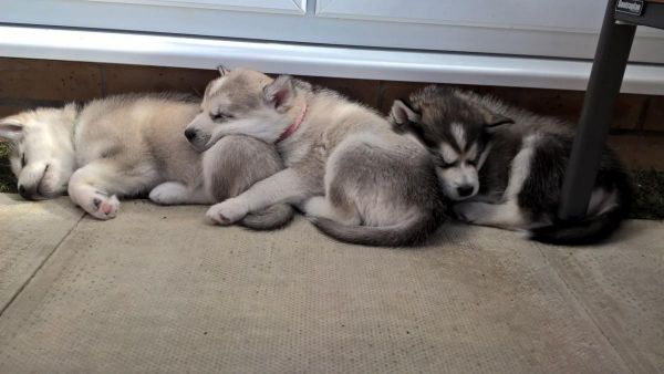 Beautiful Alaskan Malamute puppies ready now