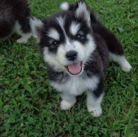 Alaskan Malamute Puppies Text Me (***) ***-***8
