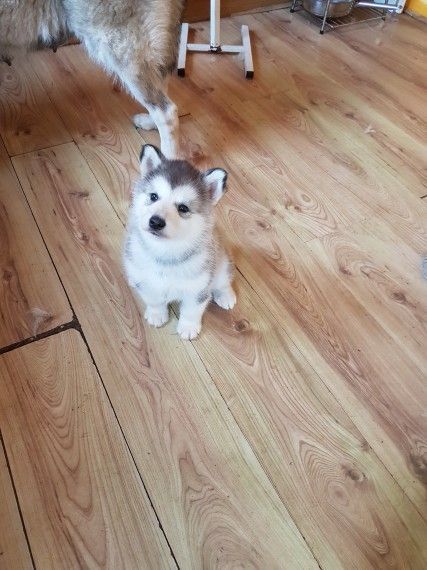 Gorgeous Alaskan Malamute Pups