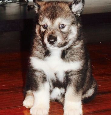 cute vvv** Alaskan Malamute puppies for sale