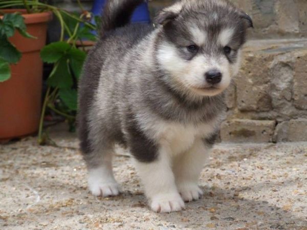 Alaskan Malamute Puppies