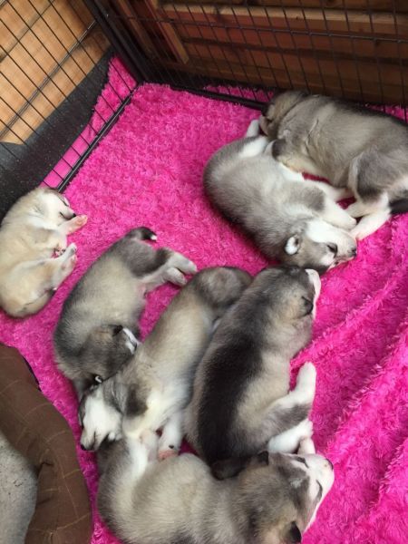 Alaskan Malamute Pups...