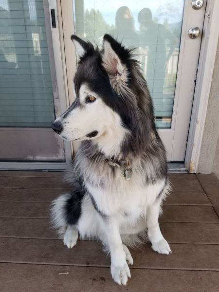 Alaskan Malamute husky