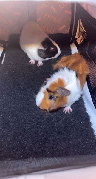 Guinea pigs
