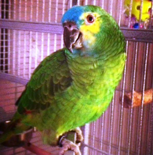 Blue Front Amazon Parrot