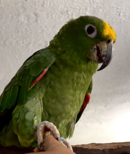 Amazon Parrot