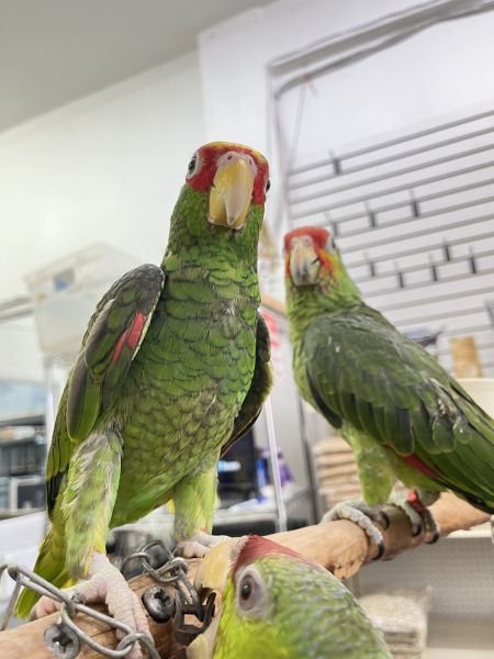 Hand Raised Mexican Red Head Parrots