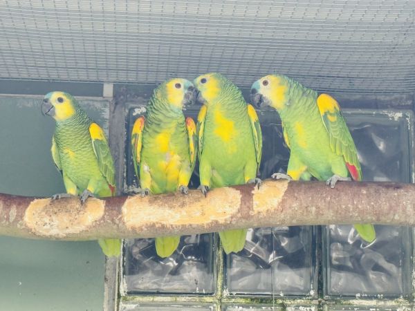 Amazona aestiva xanthopteryx 2025