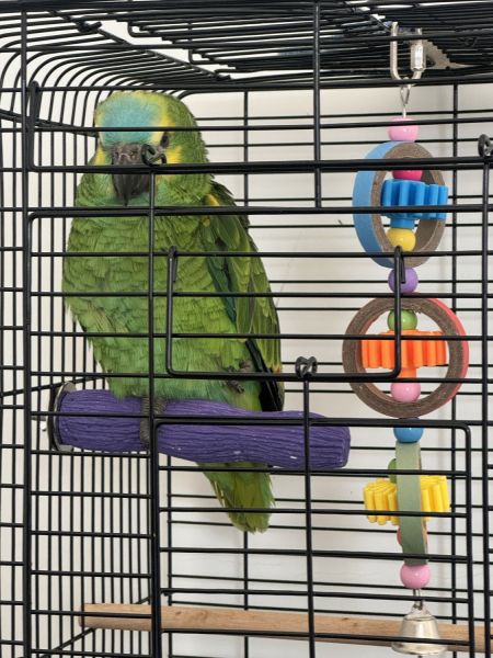 Amazon bluefronted parrot for sale