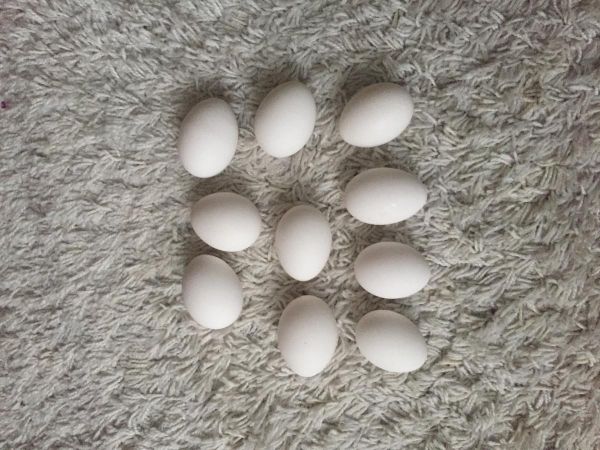 Incubated fertile Parrot eggs