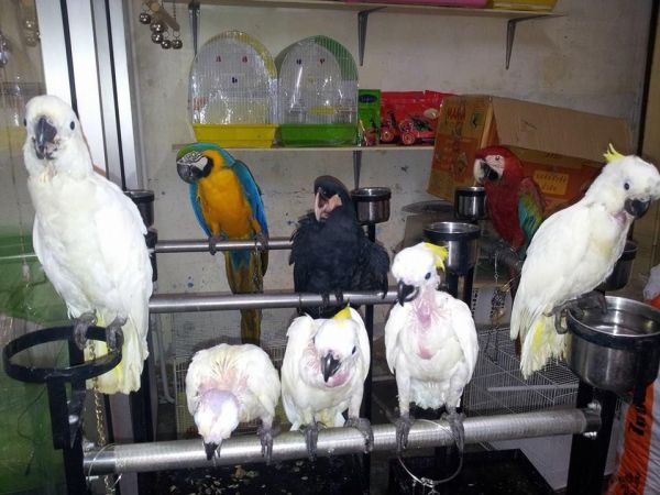 Amazons, African Grey Parrots & Fertile Eggs