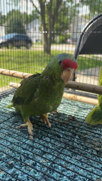 Amazon Red Front