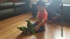 Amazon Parrots For Sale 4 Months Of Age.