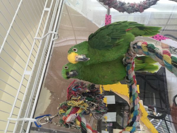 Two AMAZINGLY vocal Amazons, MUST stay together