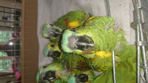 Baby Handreared Amazon Parrots (***) ***-***5