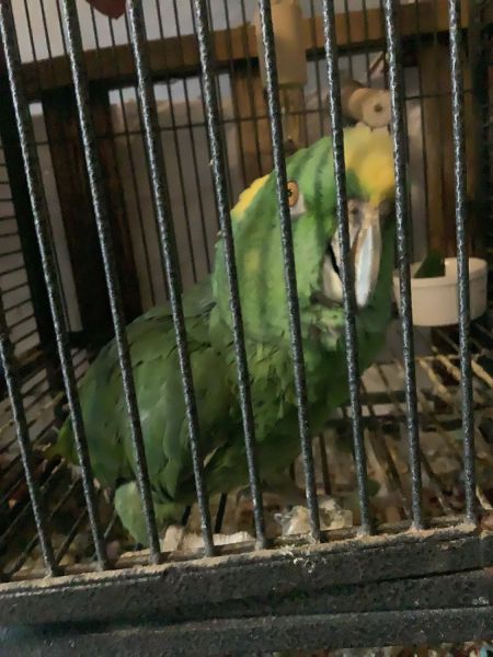 Yellow Amazon Parrot needs good home