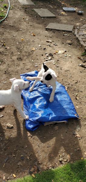 American Bull dog puppies for sale