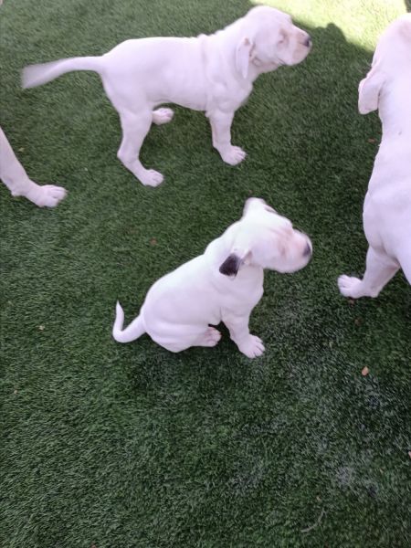 American Bulldog & Boxer Mix