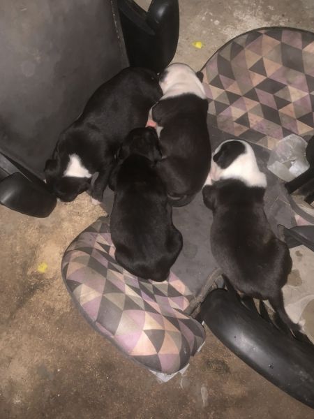 Blue pits and pit bulls