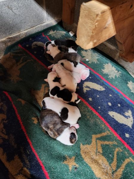 American Bulldog puppies