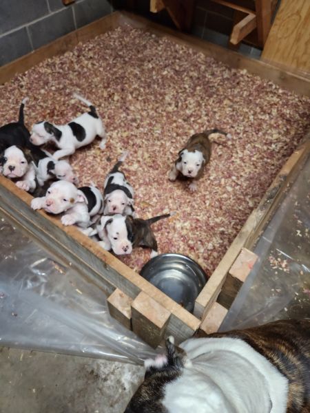American Bulldog puppies