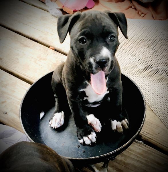 American Pitt Bull Terrior Brindle Babies