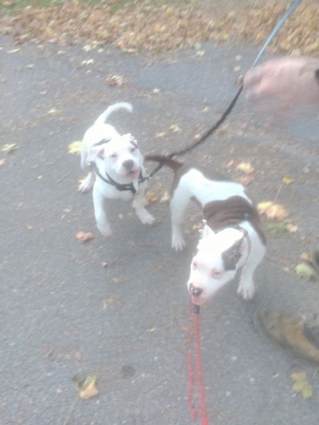 American bulldog / pitbull pups