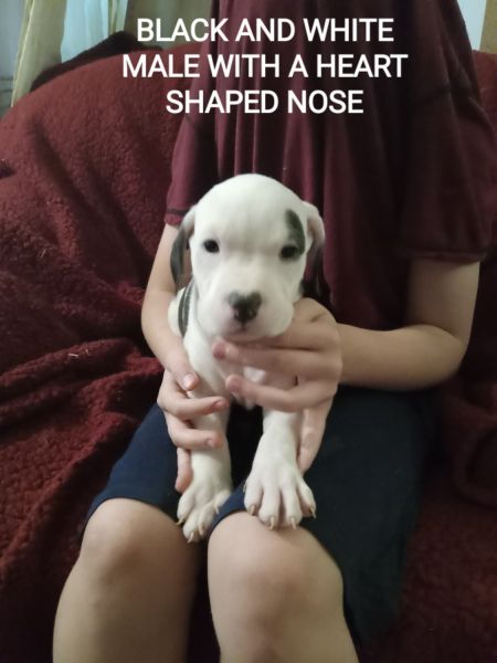 Beautiful purebred puppies